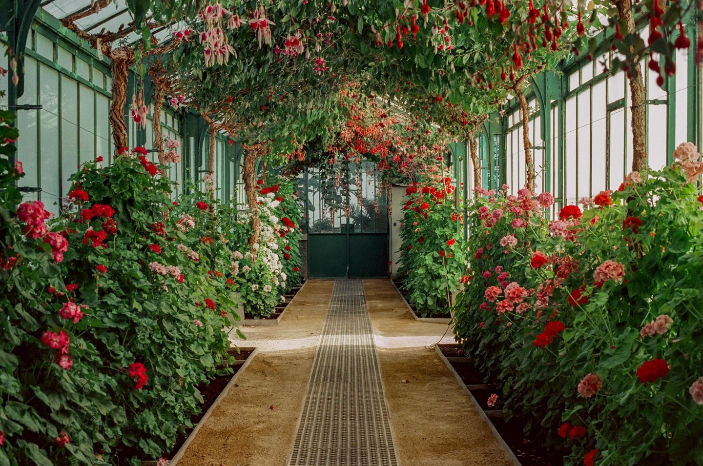 A long greenhouse walkway is lined with flowering plants and topped with hanging vines.