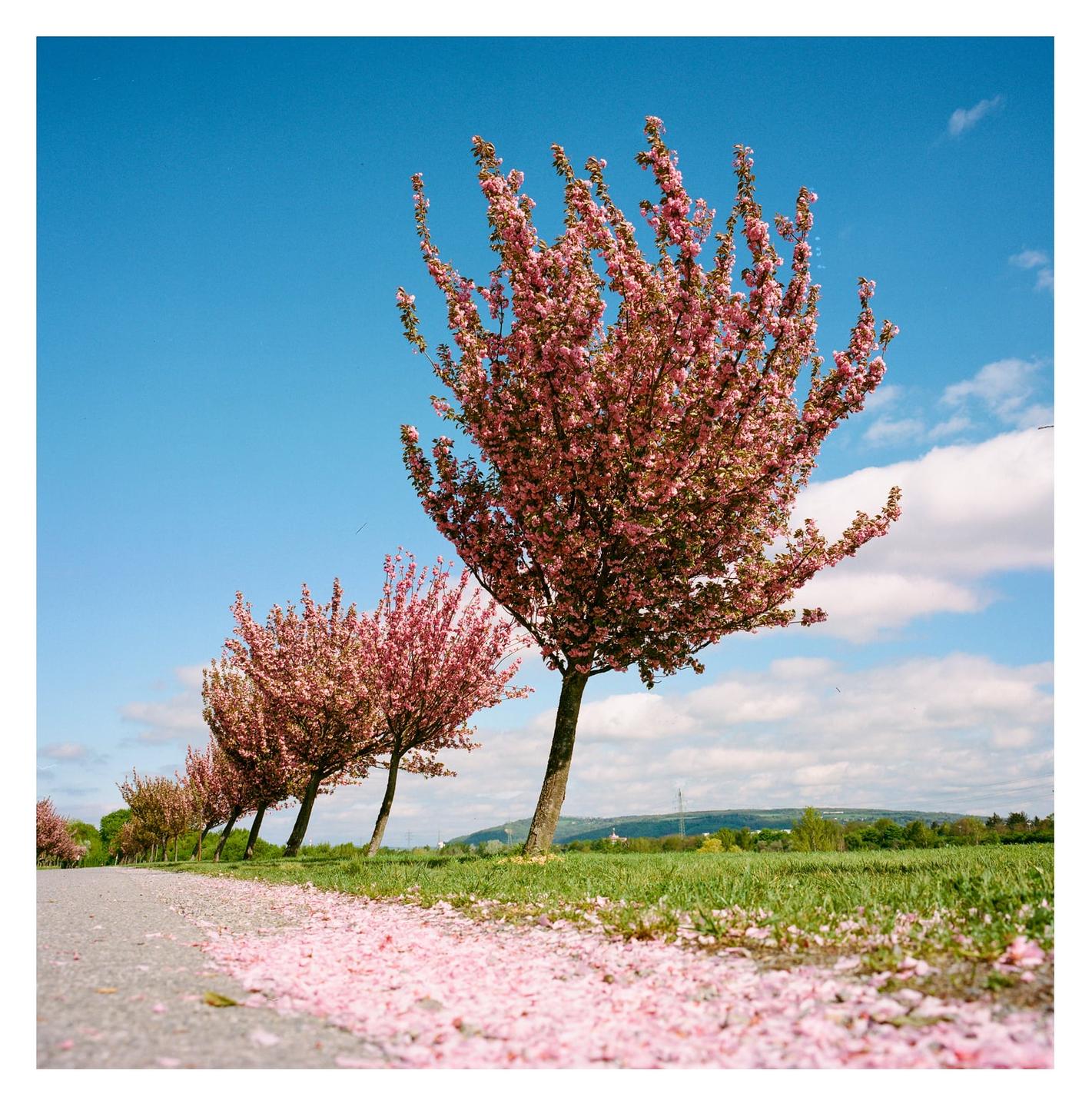 A row of trees with pink blossoms lines a road with fallen petals on the ground next to a grassy field under a blue sky.