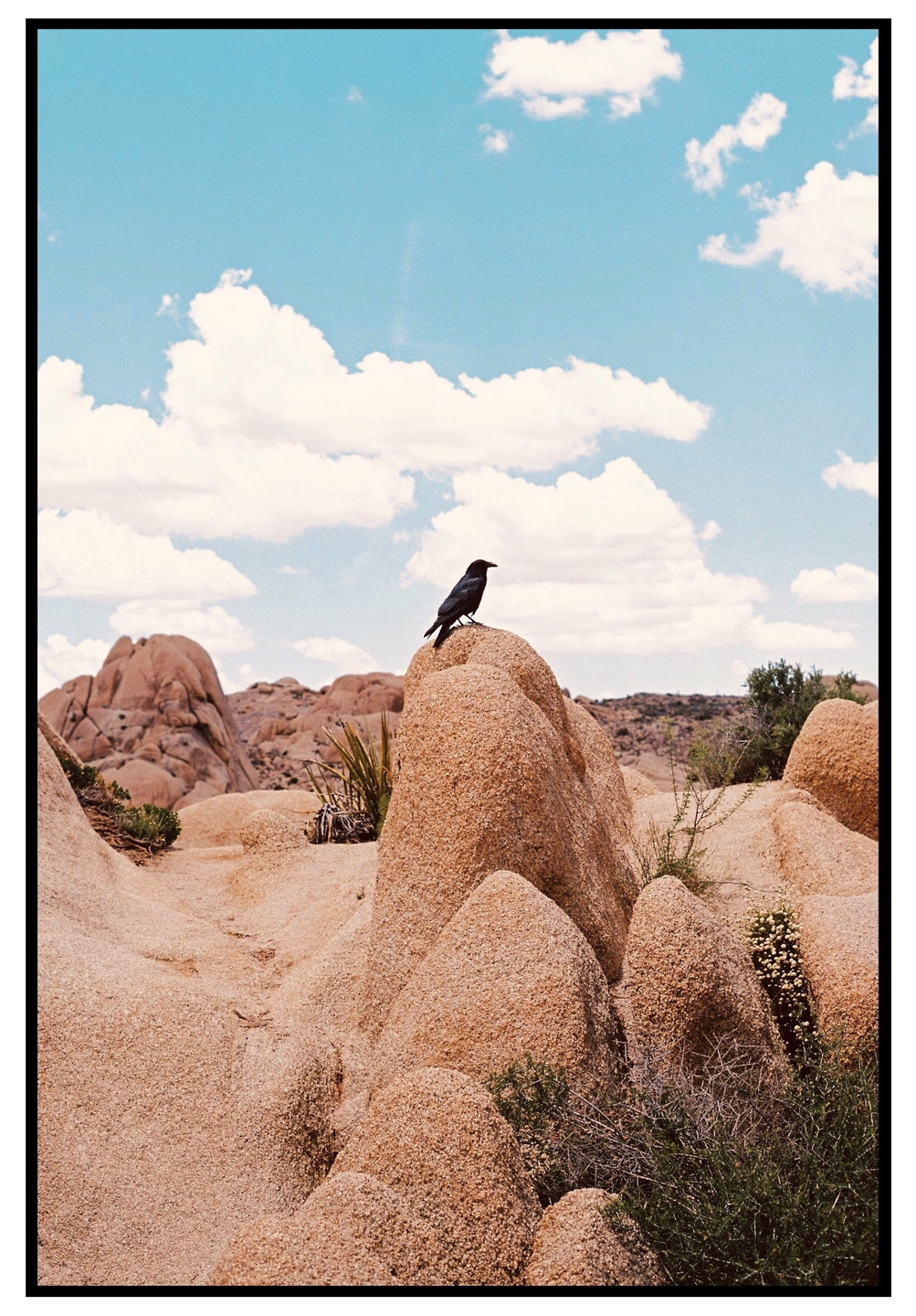 A black bird stands atop a large rock formation in a desert landscape under a blue sky with white clouds.