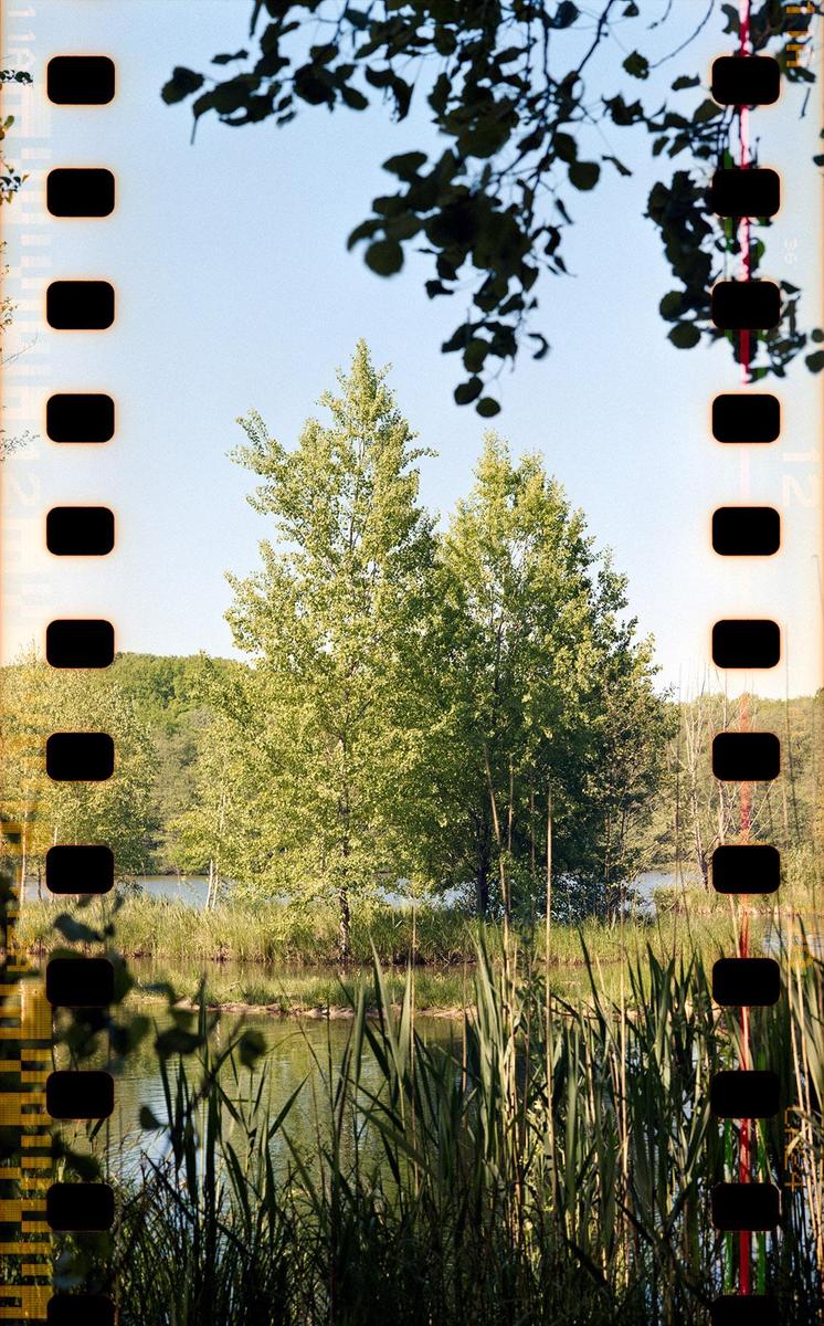 A body of water is surrounded by tall grass and trees under a clear sky.