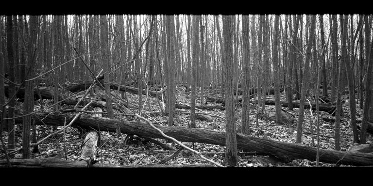 A dense forest of bare trees and fallen logs covers a leaf-strewn ground.