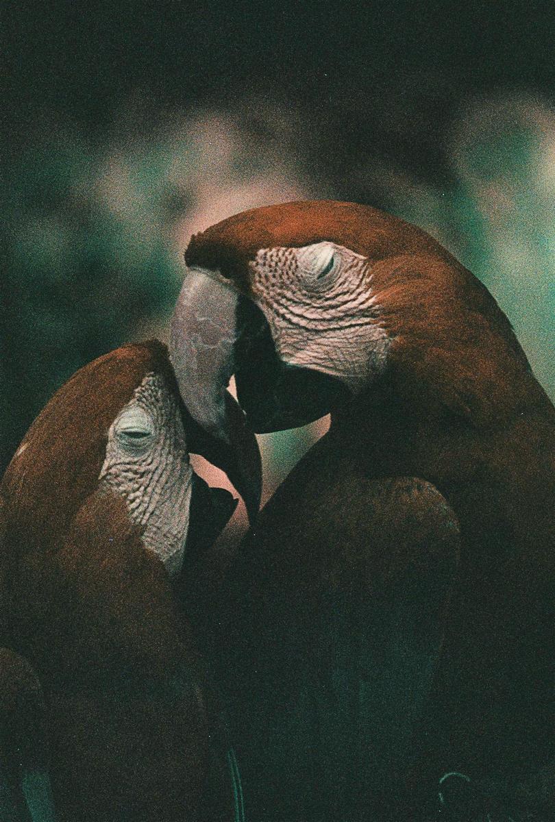 Two parrots with closed eyes are touching beaks.
