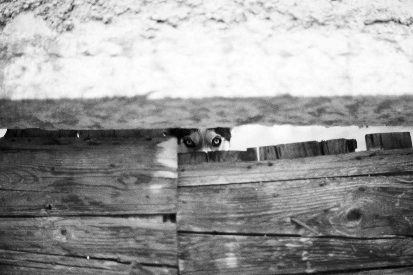 A dog's eyes peer through a gap in a wooden fence.