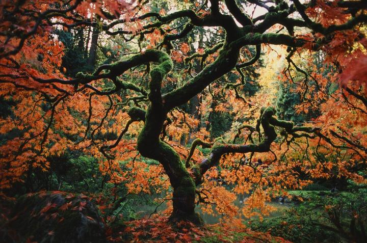 A moss-covered tree with orange leaves stands in a forest with a body of water in the background.
