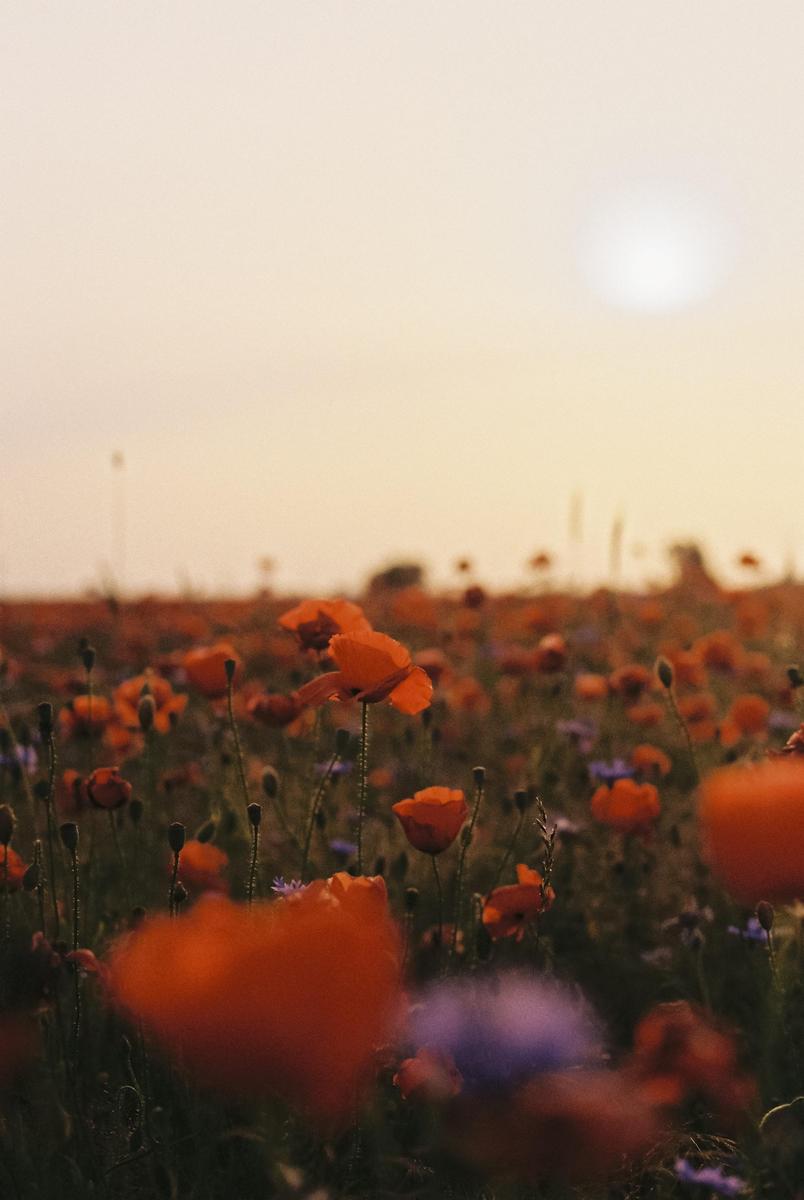 A field of red poppies and purple flowers is illuminated by the setting sun.