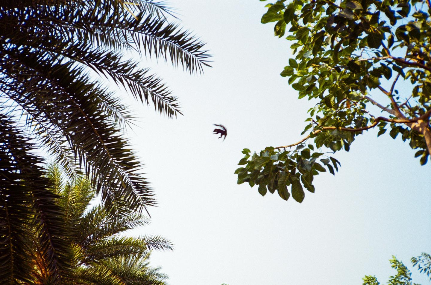 A squirrel is captured mid-air between two trees against a bright sky.
