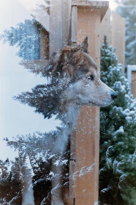 A dog's head is superimposed over a snowy forest scene with wooden structures.