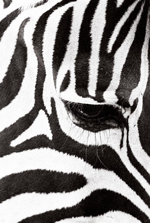 A close-up shows the eye and striped fur of a zebra.