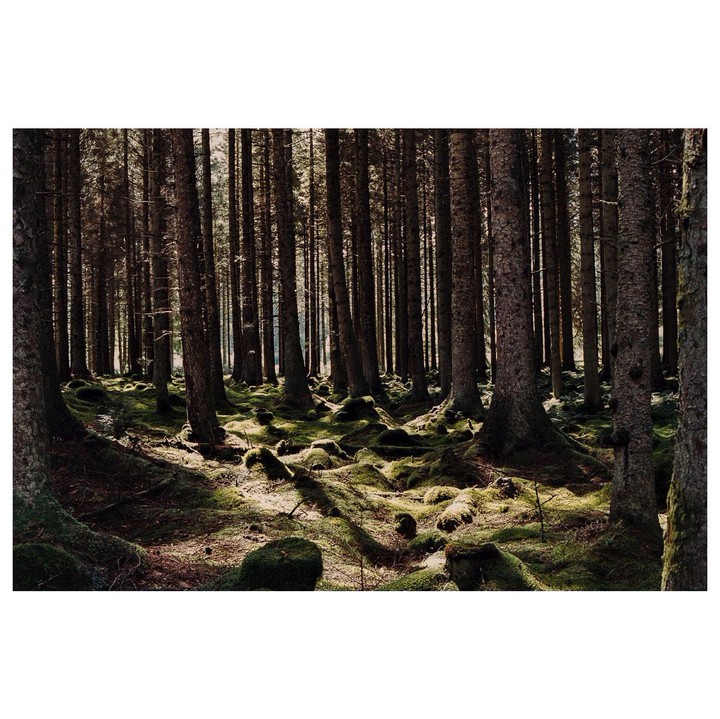 Sunlight illuminates a mossy forest floor with tall, slender trees.