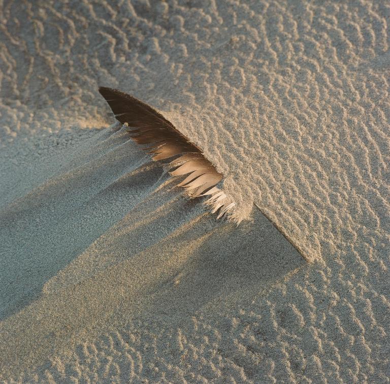 A feather is partially buried in rippled sand.