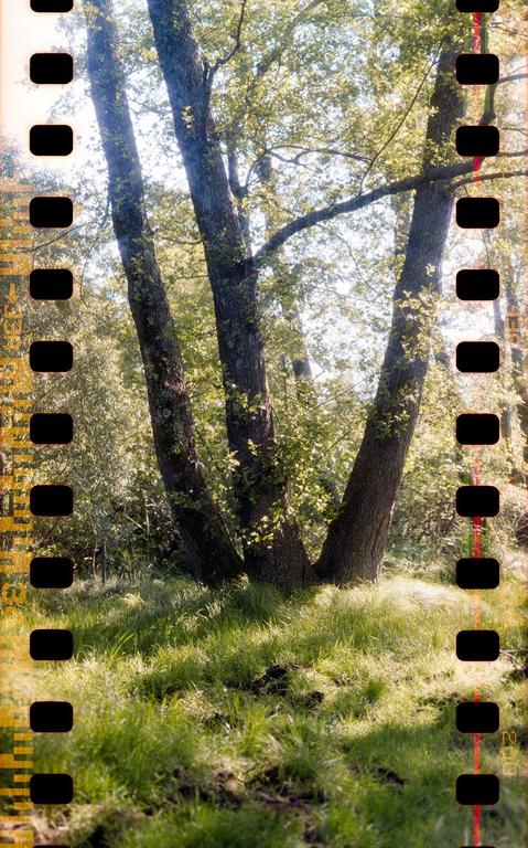 Three tree trunks grow from a grassy hill into a bright, leafy canopy.