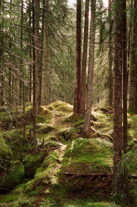 Sunlight illuminates a mossy forest floor with tall trees.