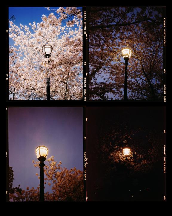Four images show a street light surrounded by cherry blossoms at different times of day.