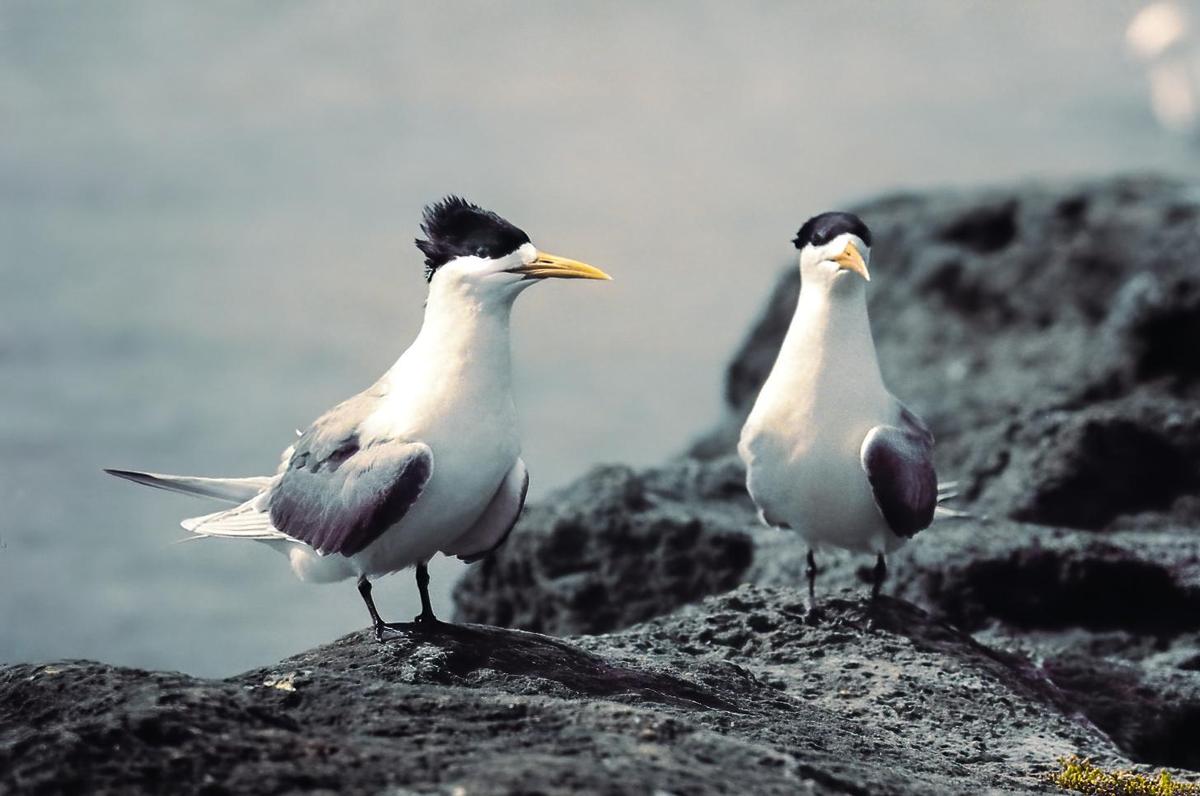 Two crested terns stand on dark rocks with a blurred body of water in the background.
