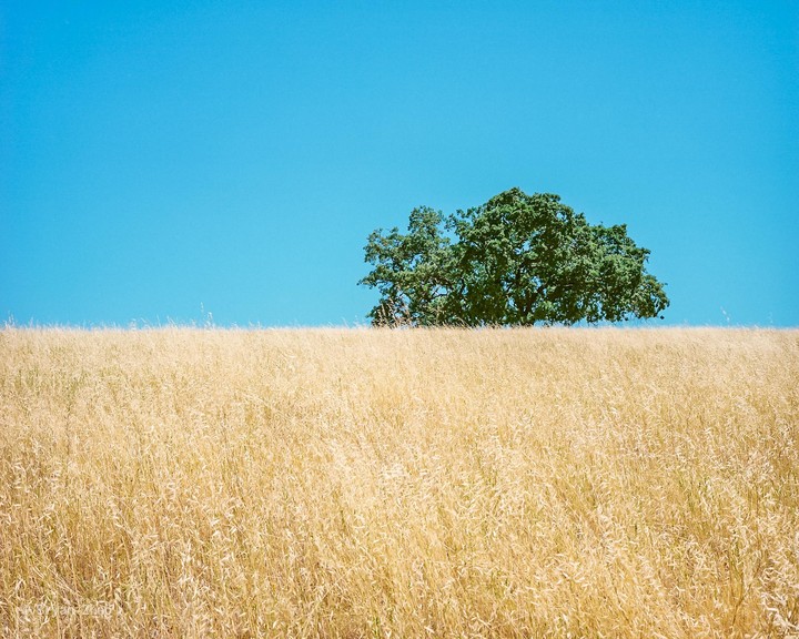 A single tree with green foliage stands on a horizon line above a field of golden grass under a clear blue sky.