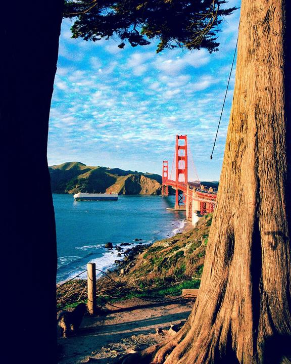A large cargo ship passes under the Golden Gate Bridge, framed by two trees.
