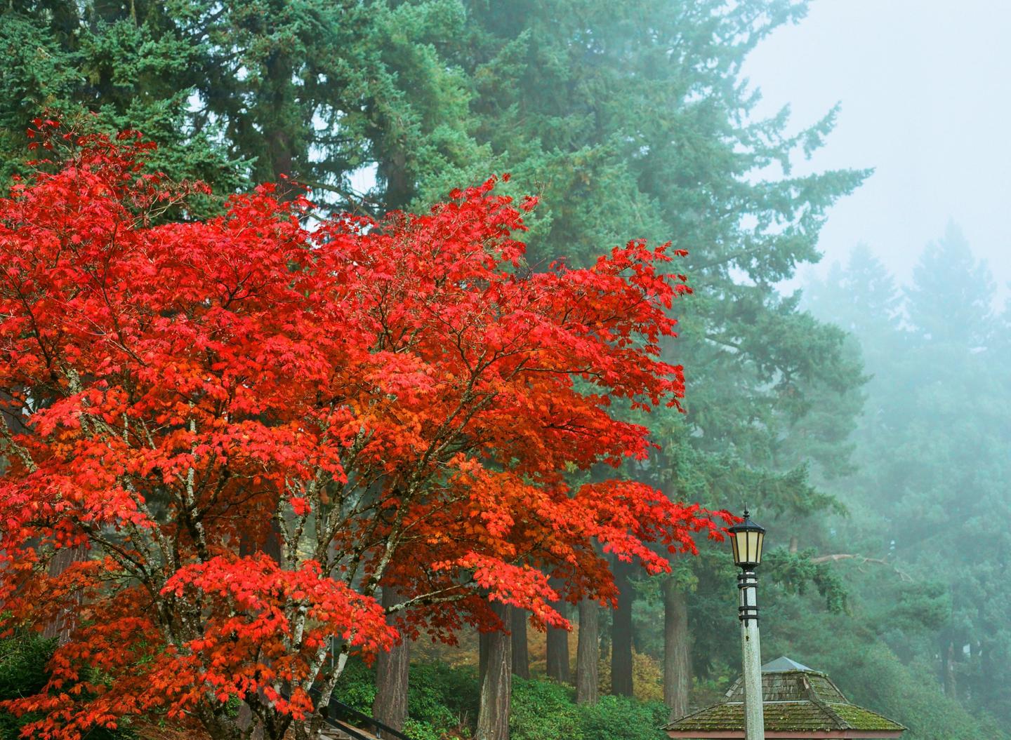 A vibrant red maple tree stands out against a foggy forest of green evergreen trees, with a street lamp and a small roof visible in the lower right.