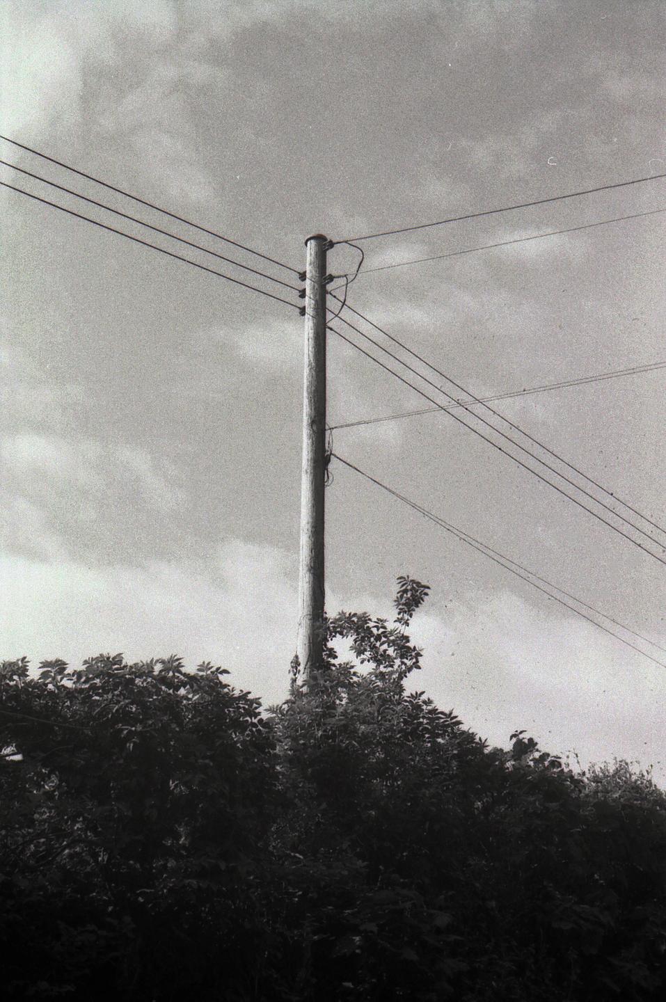 A utility pole with multiple wires stands against a cloudy sky, with dense foliage in the foreground.