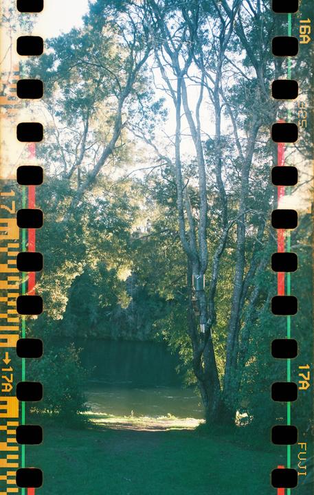 A river flows through a forest with sunlight shining through the trees.