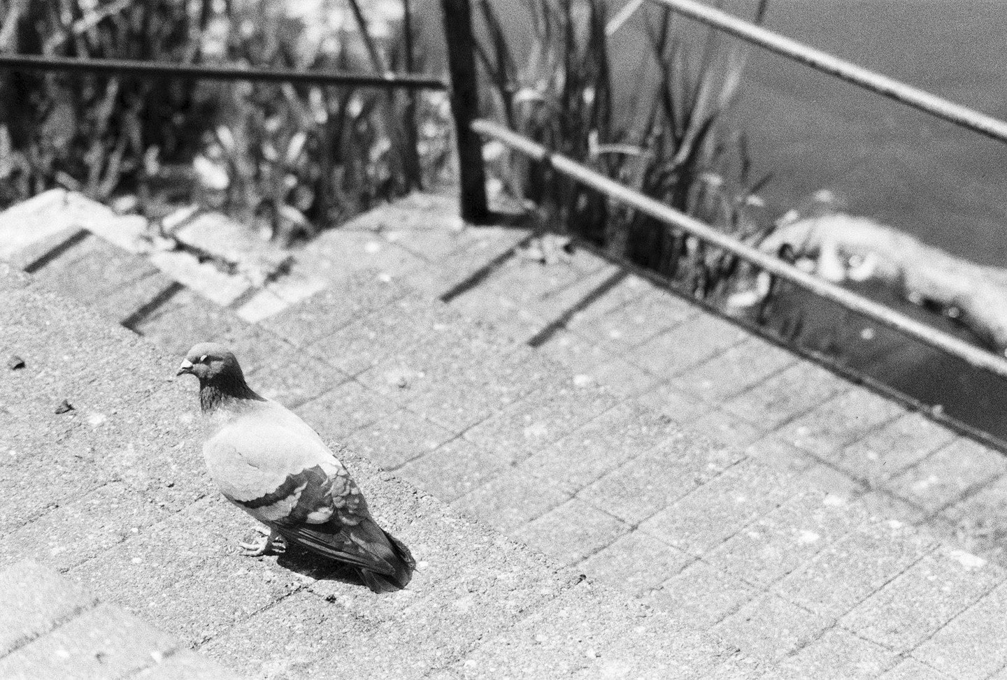 A pigeon stands on a paved surface next to a metal railing, with foliage and water visible in the background.