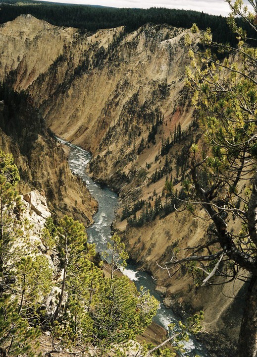 A river flows through a deep canyon with steep, rocky sides and scattered pine trees.