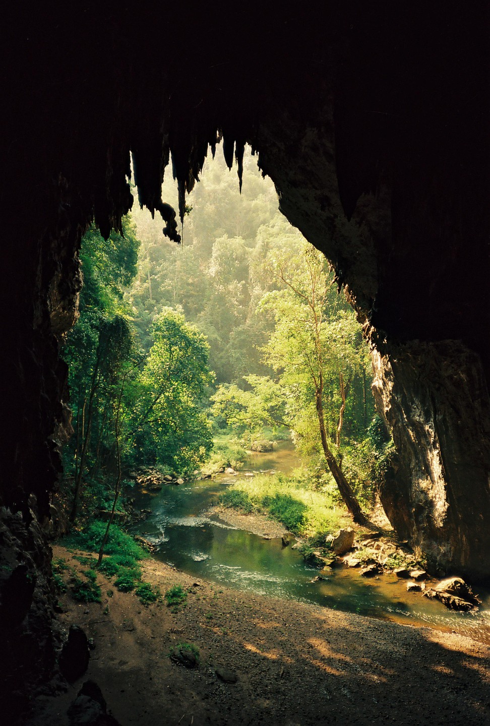 A river flows through a lush forest as seen from the dark opening of a cave with stalactites.