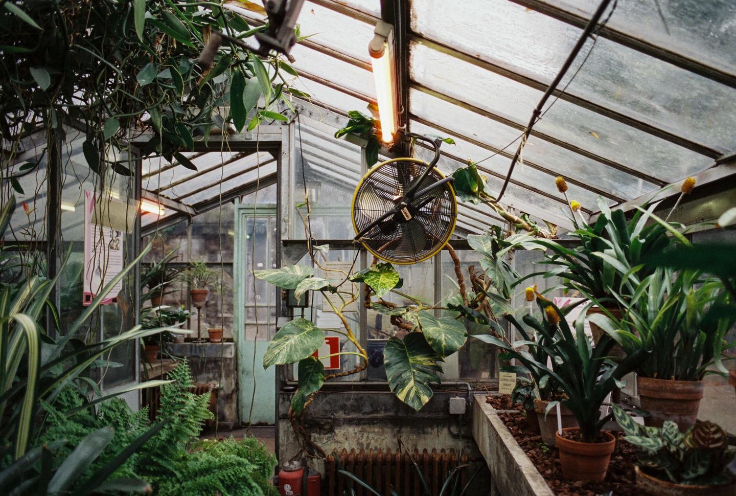 A variety of plants grow inside a greenhouse with a glass roof and a fan hanging from the ceiling.