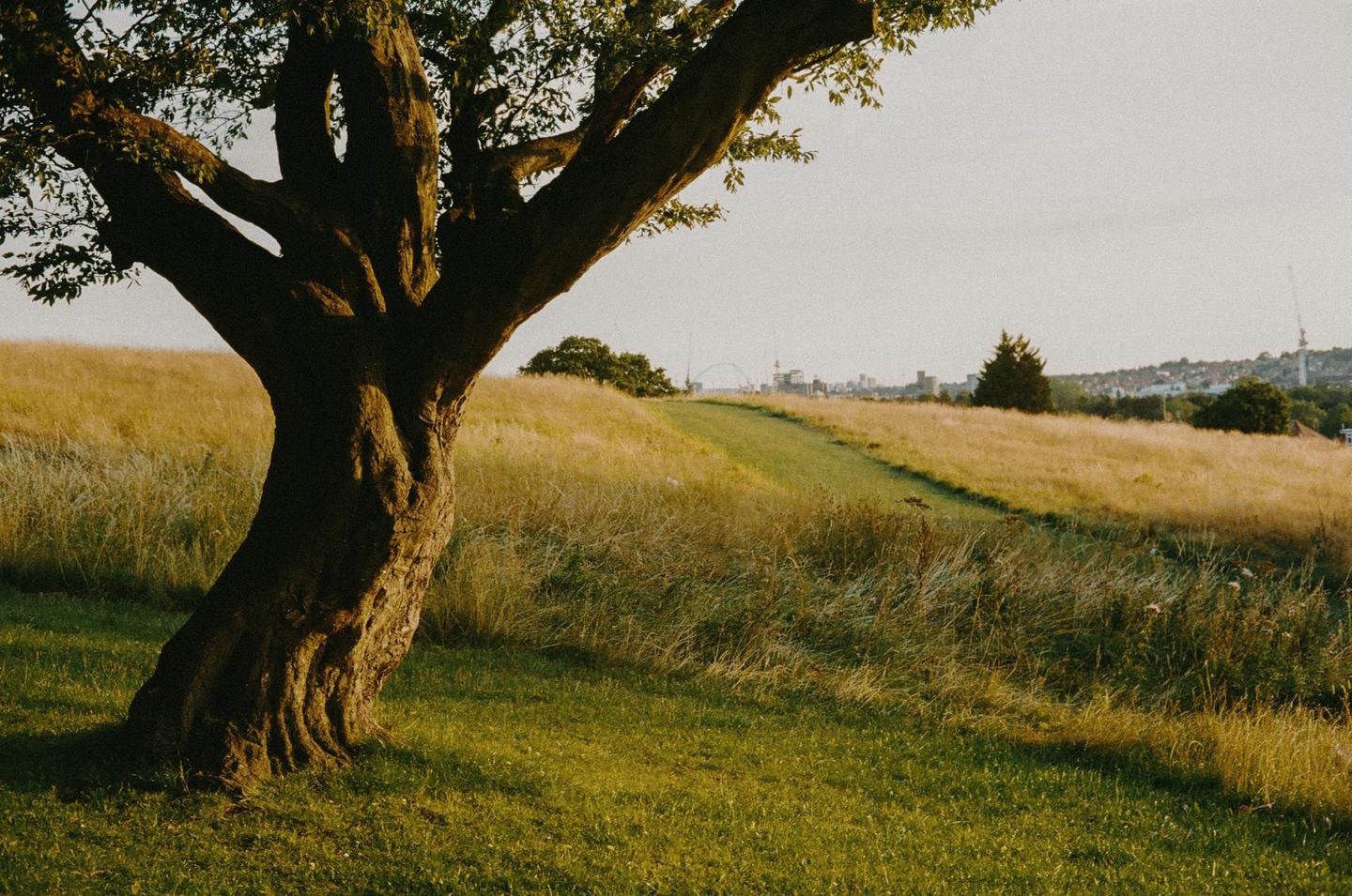 A large tree stands in a grassy field with a distant city skyline under a bright sky.