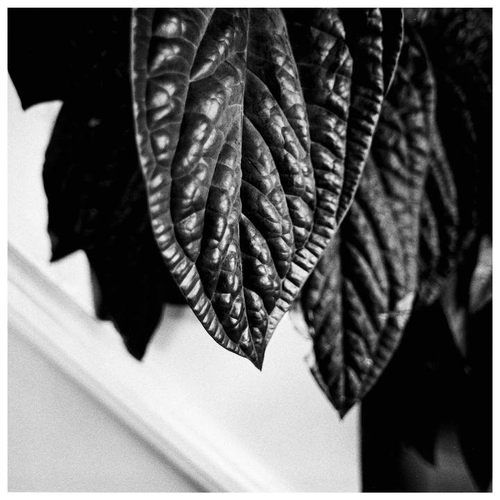 A close-up view shows the textured surface of several large leaves.