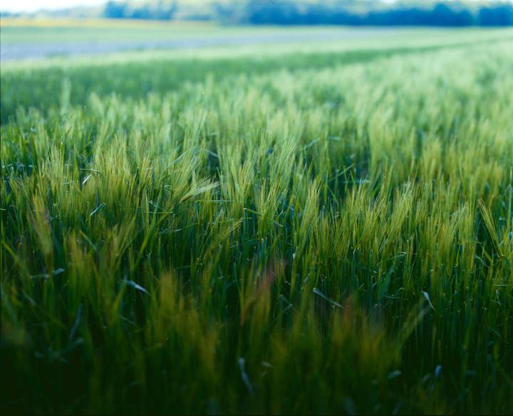 A field of green crops stretches into the distance under a bright sky.