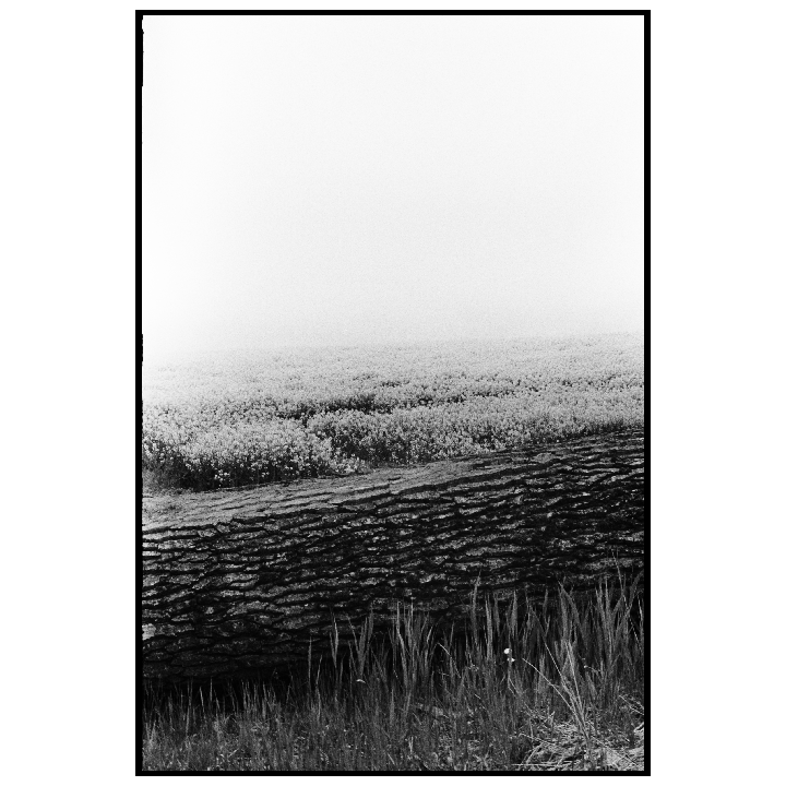 A fallen tree trunk lies in the foreground of a field of flowers under a hazy sky.