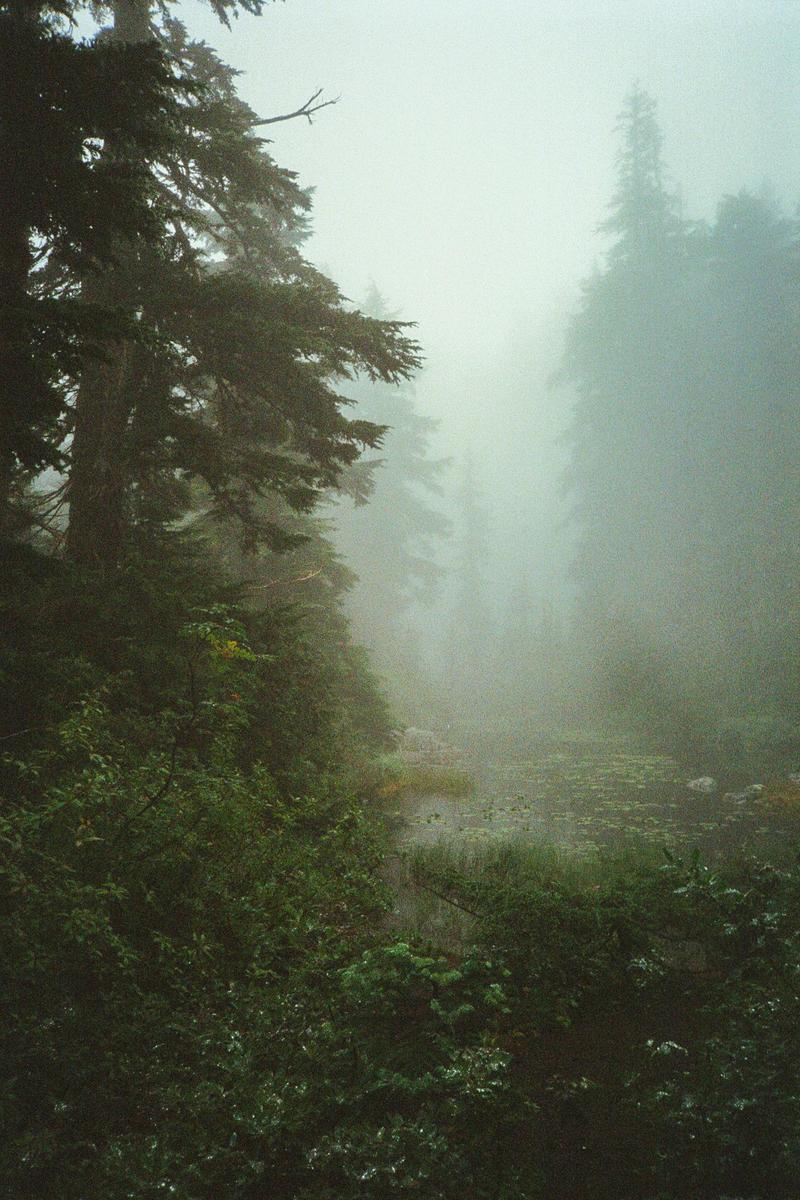 A dense fog covers a forest with a small pond in the foreground.