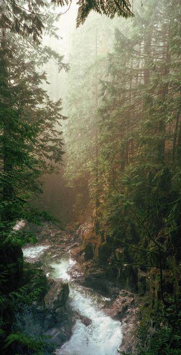 A river flows through a misty forest with tall evergreen trees and rocky banks.