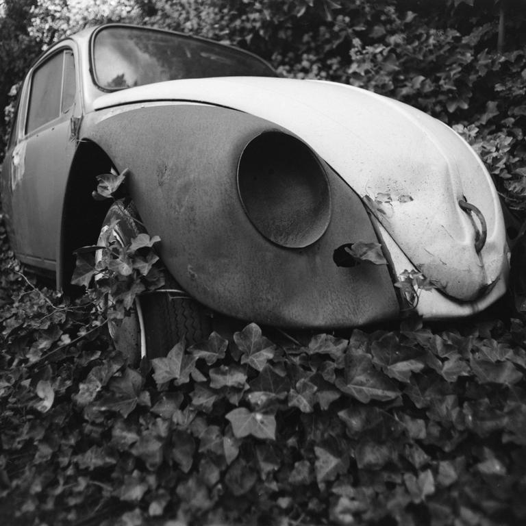An abandoned car is overgrown with ivy.