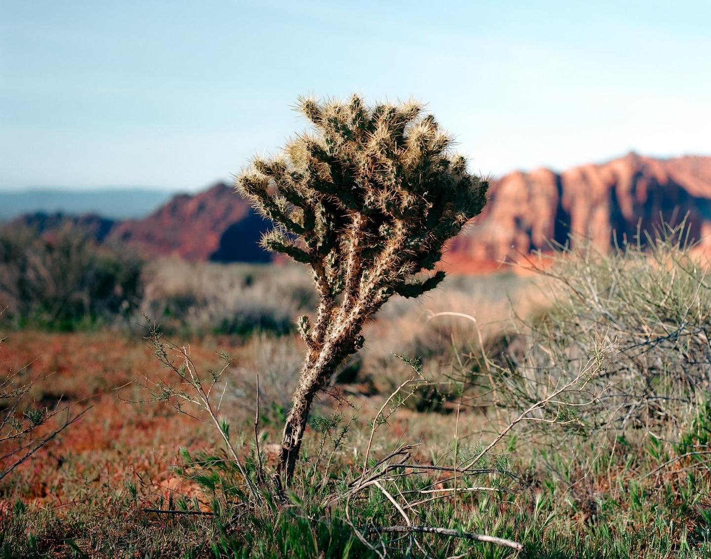 A cholla cactus stands in a desert landscape with red rock formations in the background.