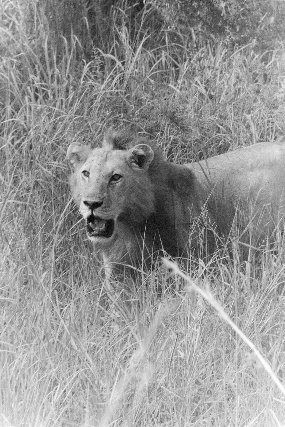 A lion with its mouth open is partially obscured by tall grass.