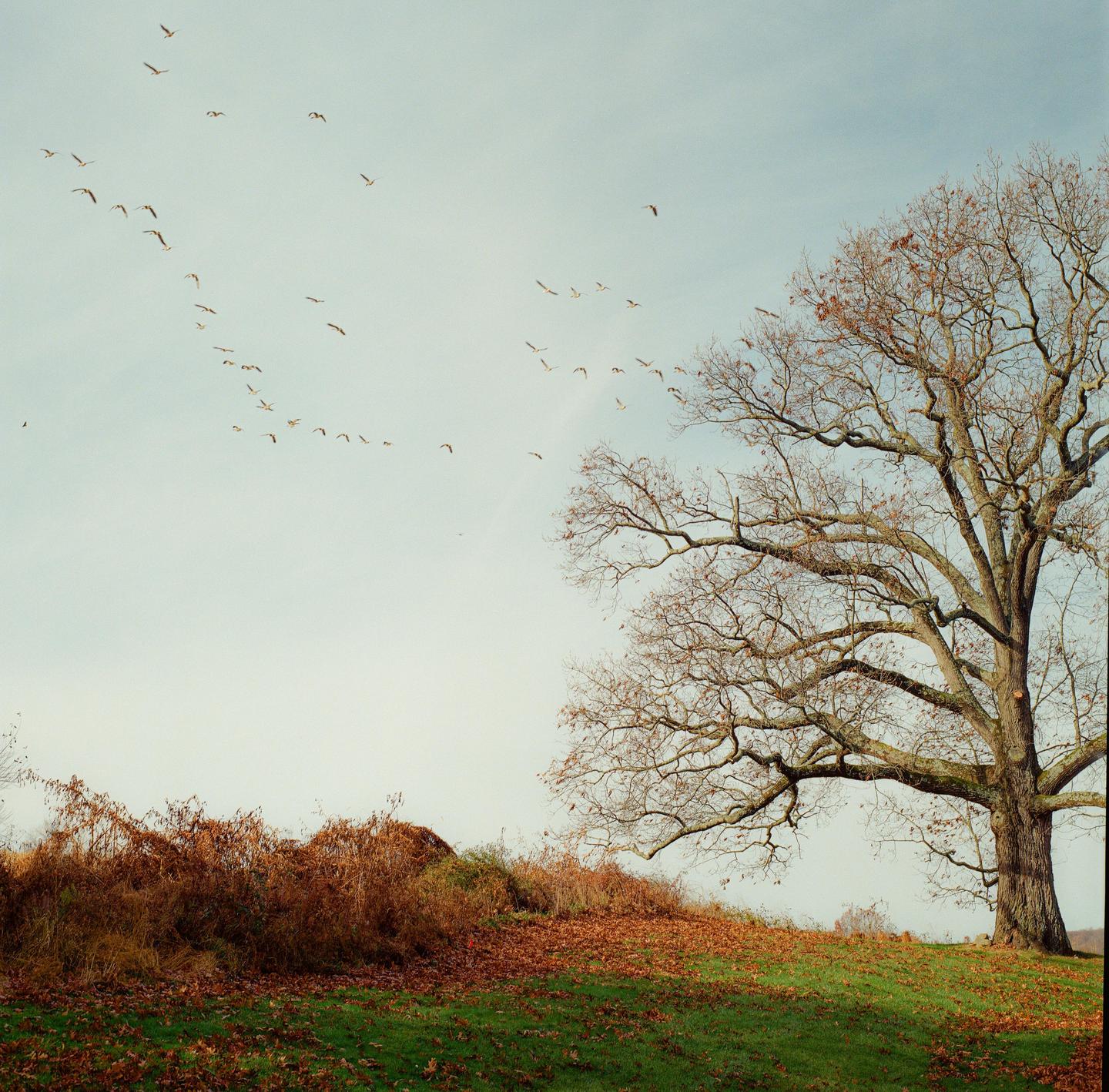 A large, bare tree stands on a grassy hill covered with fallen leaves, as a flock of birds flies across the sky.