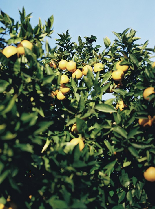 A citrus tree laden with ripe oranges is shown against a clear blue sky.