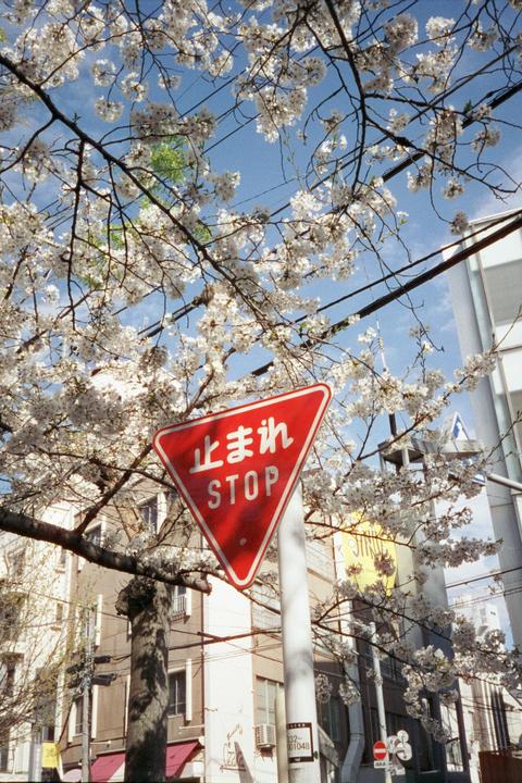 A red stop sign in Japanese and English is visible through white blossoms on a tree branch.