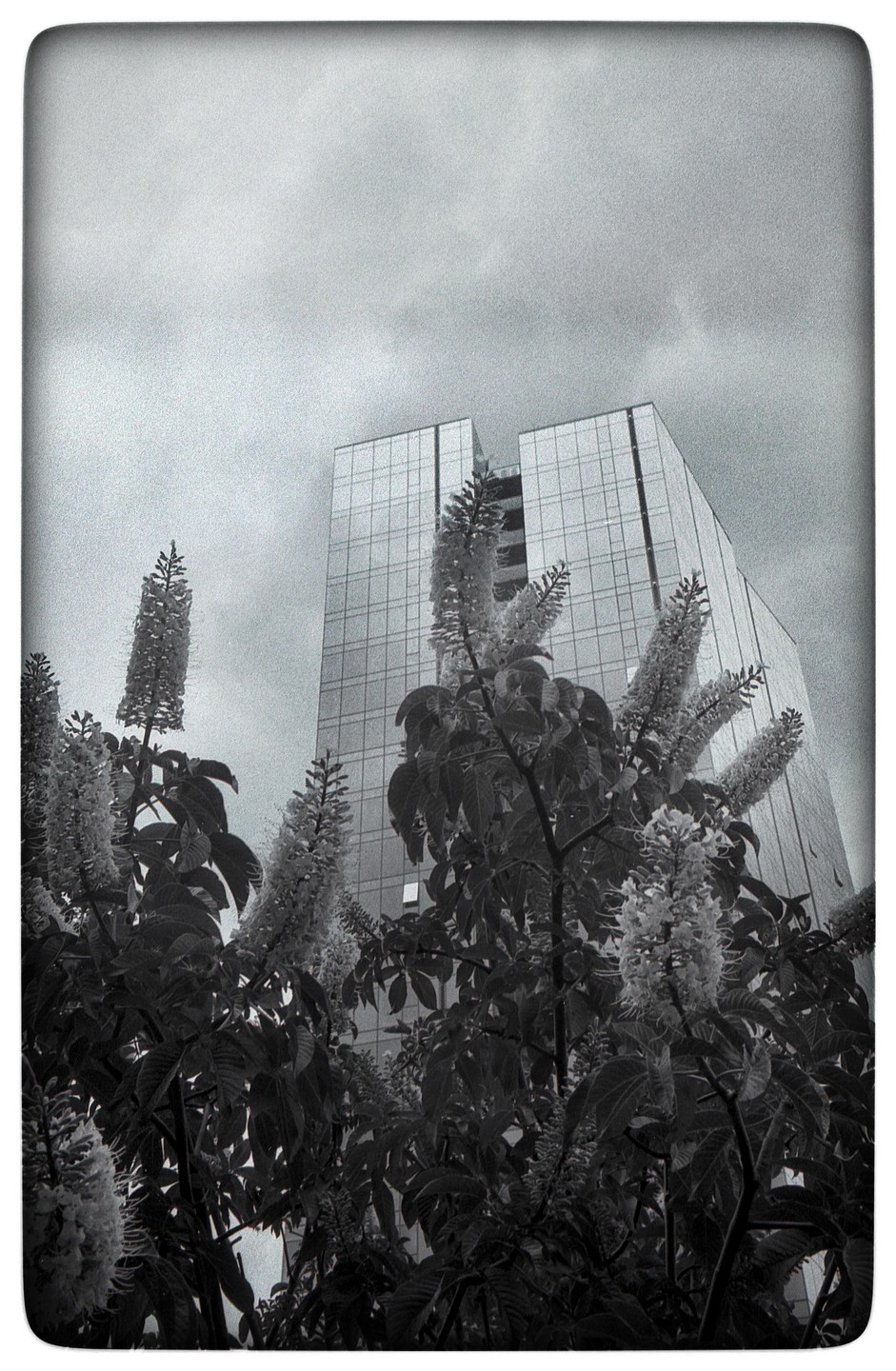 A tall building with many windows rises behind a flowering tree.