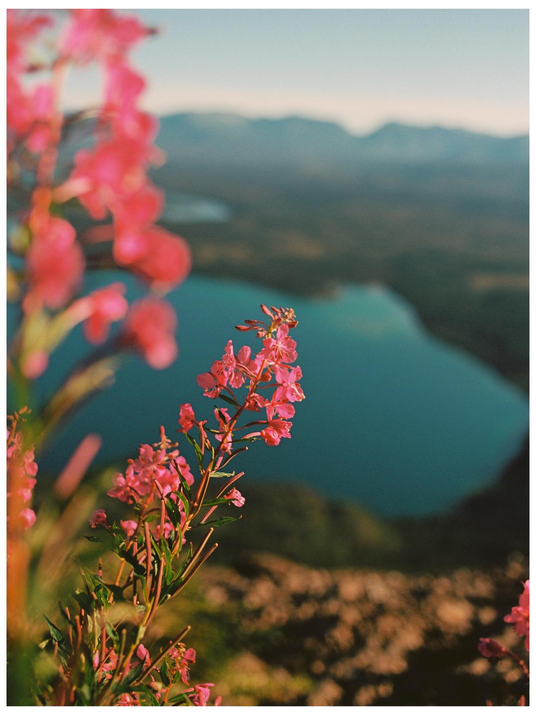 Pink flowers are in the foreground with a lake and mountains in the background.