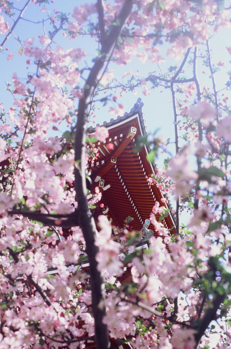 A red temple roof is visible through a dense canopy of pink blossoms.