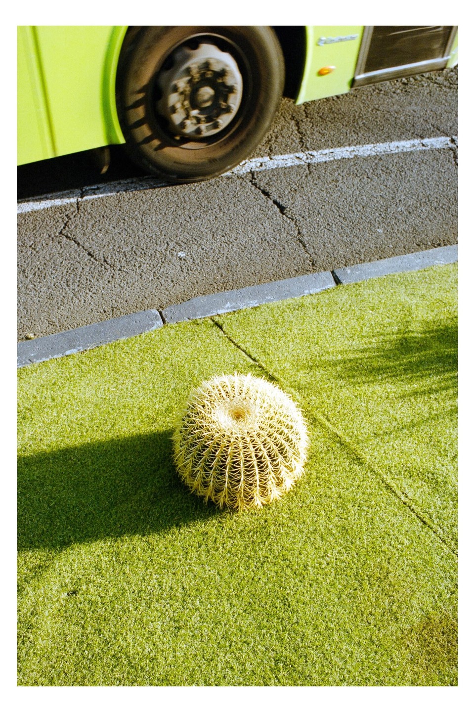 A round cactus sits on artificial grass next to a road with a bus.