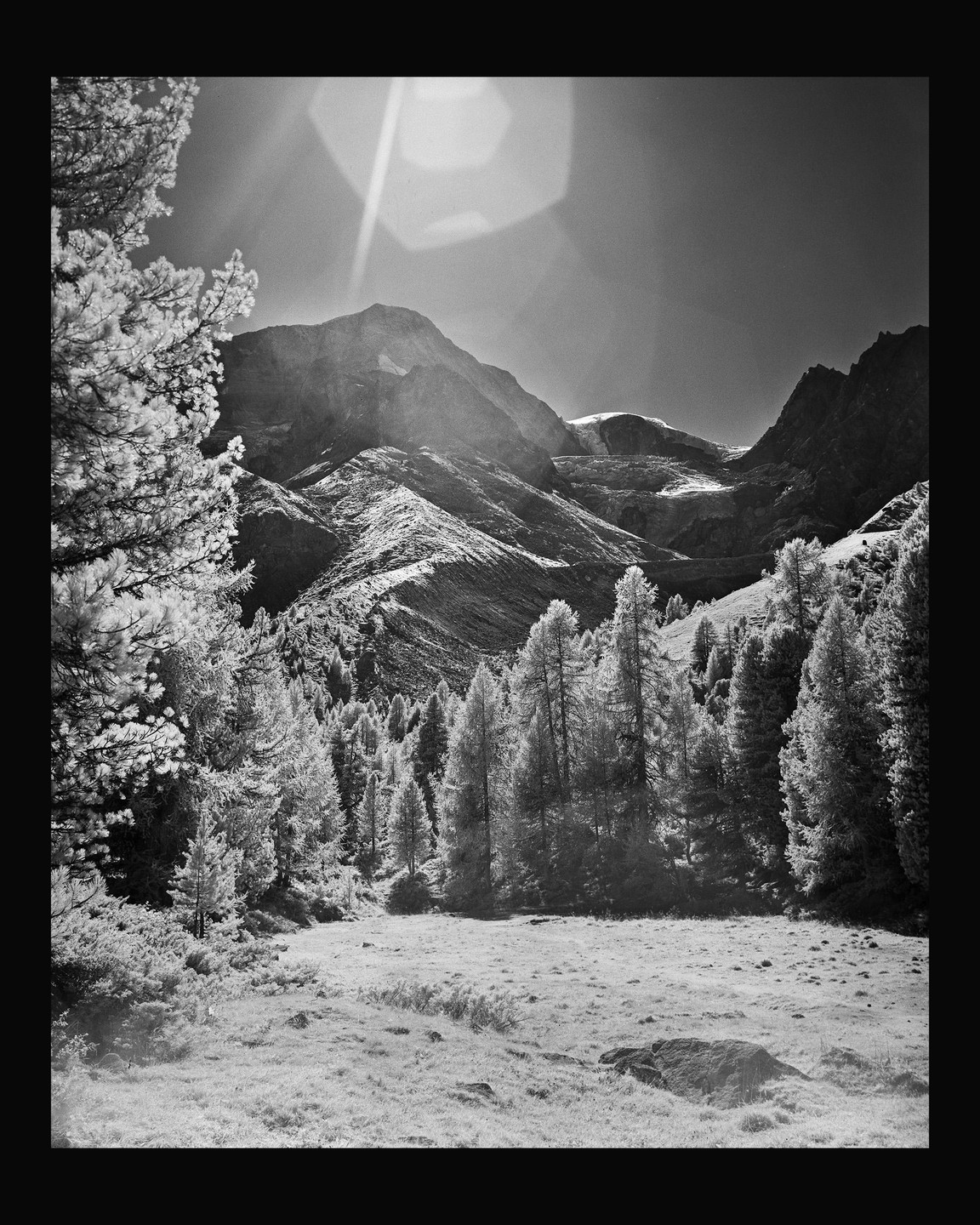A sun-drenched mountain landscape features a valley with a meadow and a forest of pine trees.