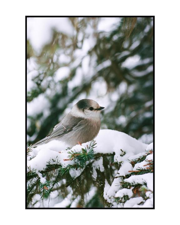 A small bird with a gray head and brown body sits on a snow-covered pine branch.