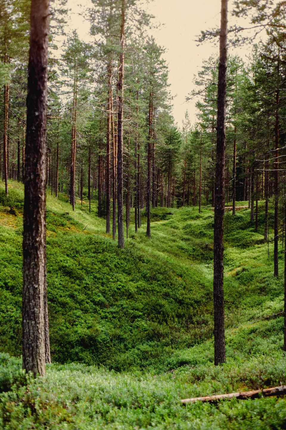 A dense forest of tall, slender trees grows on a hilly landscape covered in lush green undergrowth.