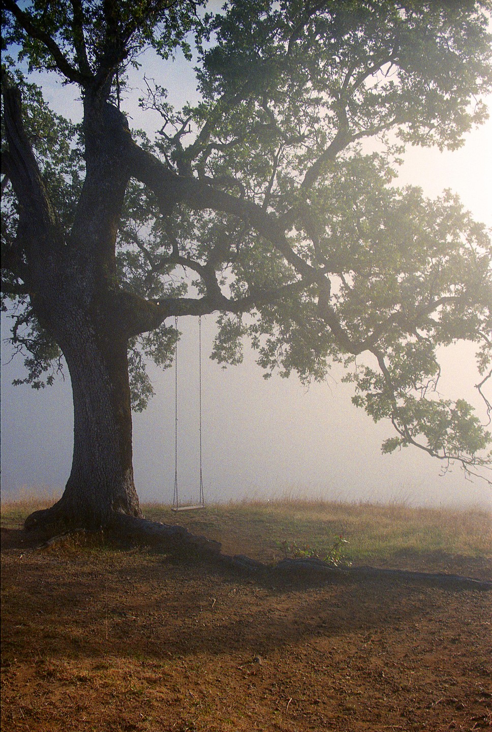 A swing hangs from a large tree on a hazy day.
