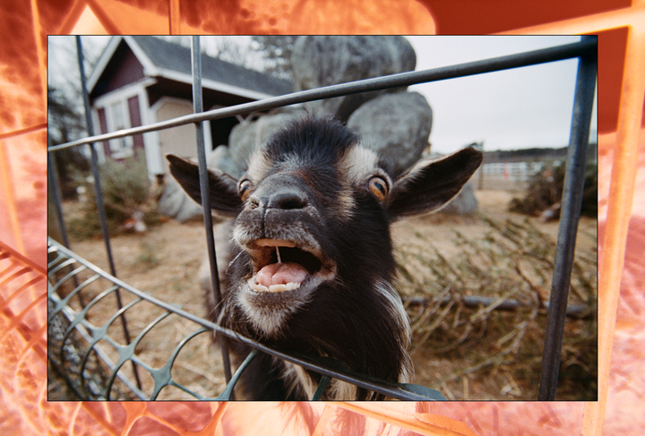 A goat with its mouth open and tongue out looks through a metal fence.