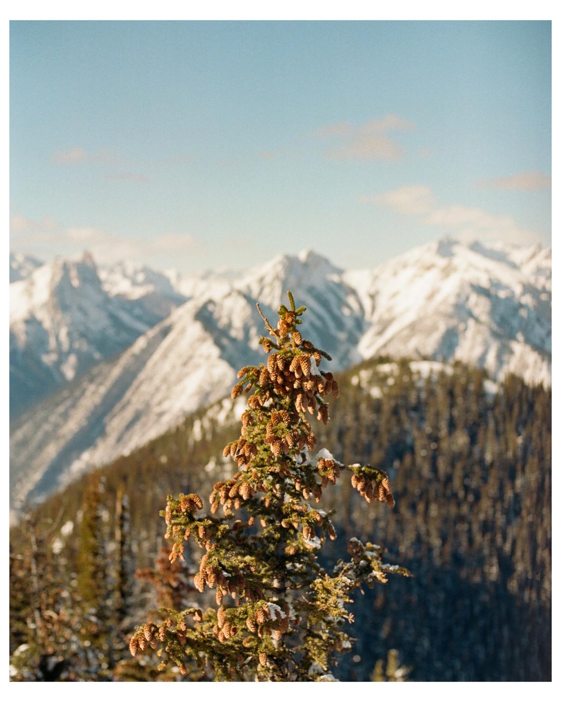 A pine tree covered in small pinecones stands in the foreground with snow-capped mountains in the background.