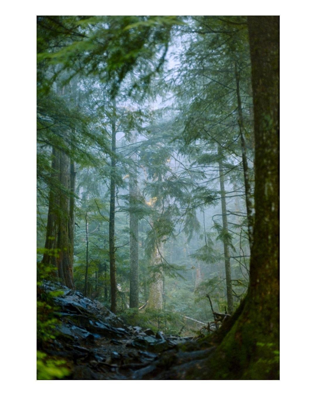 A dense forest with tall evergreen trees and a rocky path on a hazy afternoon.